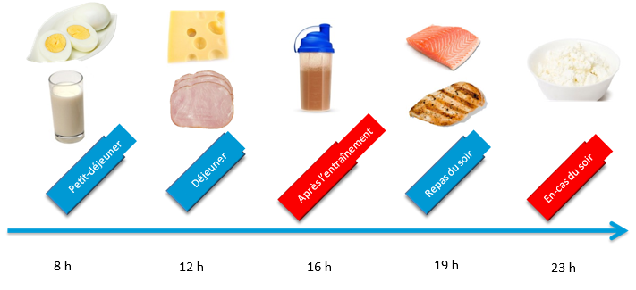 2 examples de la répartition des protéines 2